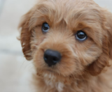 Cockapoo Puppies For Sale Lone Star Pups